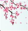 Cherry Blossom - White