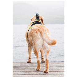 SONY AKADM1 Dog Mount for Action Cam