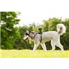 SONY AKADM1 Dog Mount for Action Cam